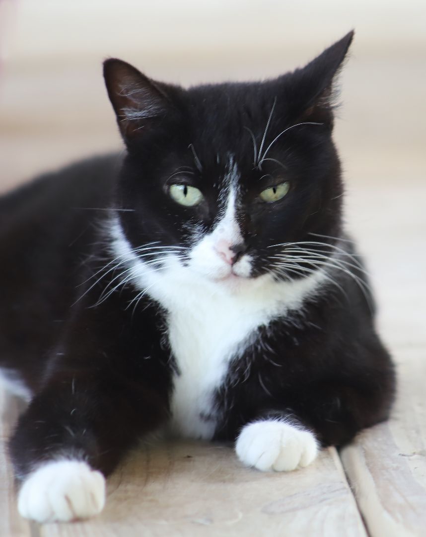 Found, a Adoptable Domestic Short Hair in North Fort Myers, FL image 1/2