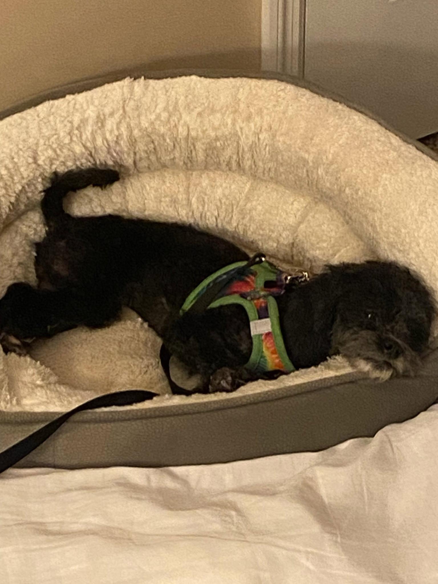 AmyLee Fairfield, Adopted, Young Female Poodle.