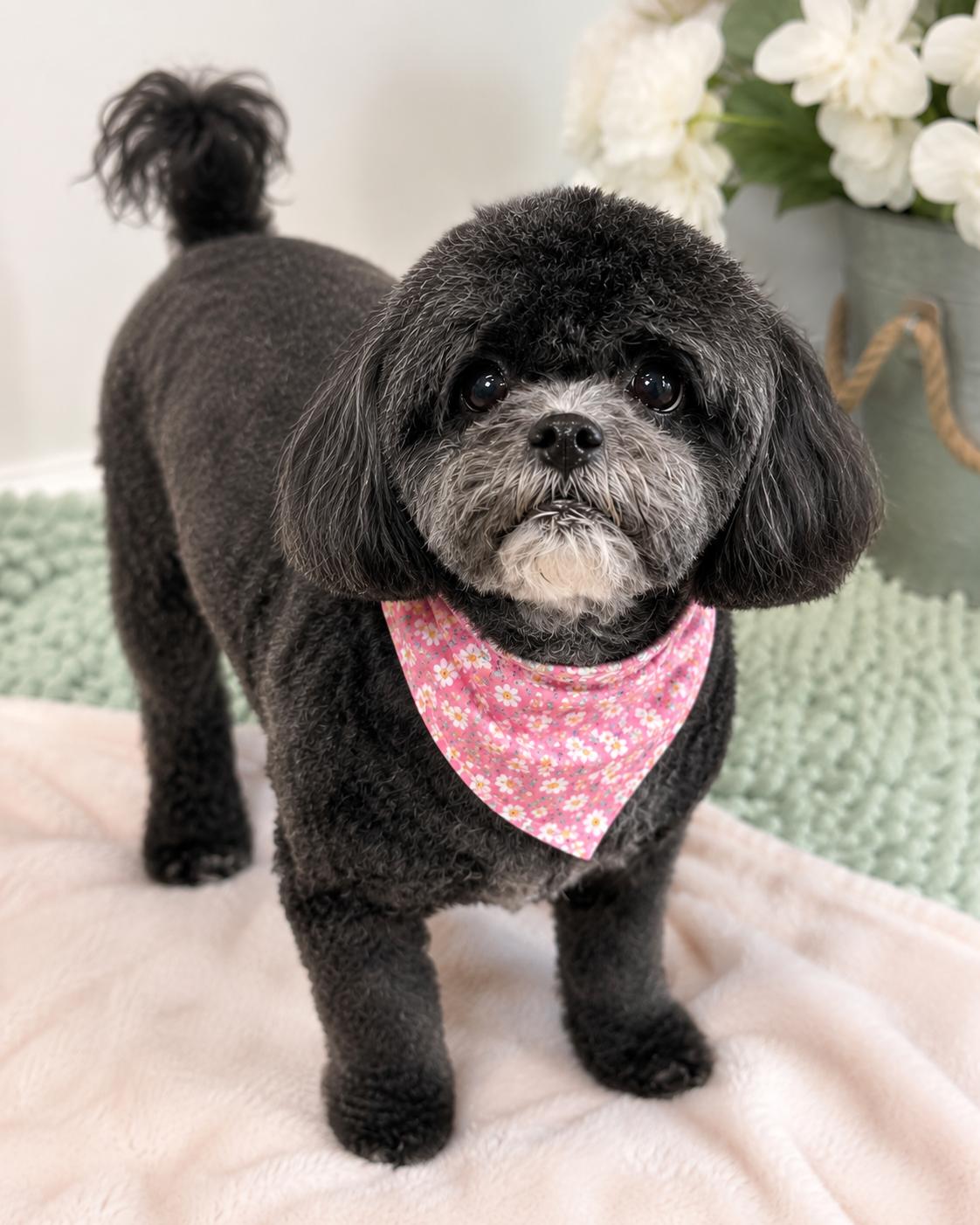 AmyLee Fairfield, a Adopted Poodle in Pataskala, OH image 2/3