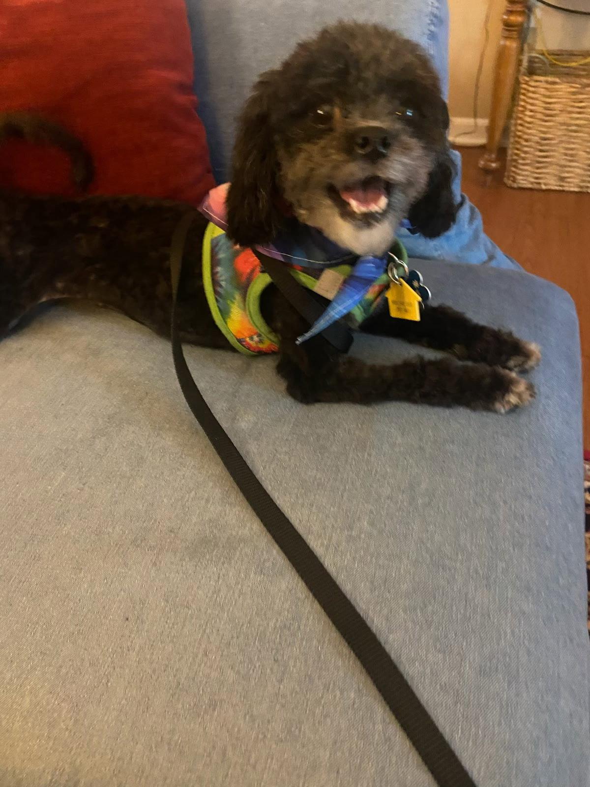 AmyLee Fairfield, a Adopted Poodle in Pataskala, OH image 3/3