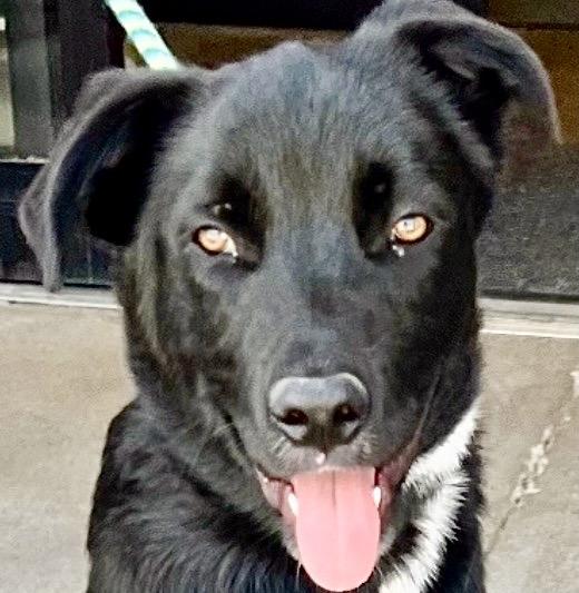 Enlarge Kodiak - Lab/Shepard Mix, a Adoptable mixed breed in Tulsa, OK image 1/3