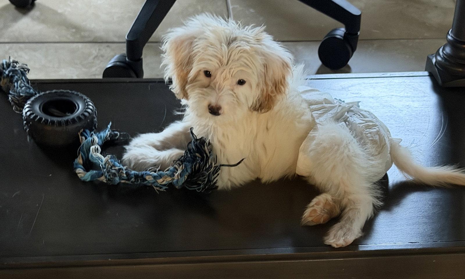 Nyala, Adopted, Puppy Female Bernese Mountain Dog & Poodle.
