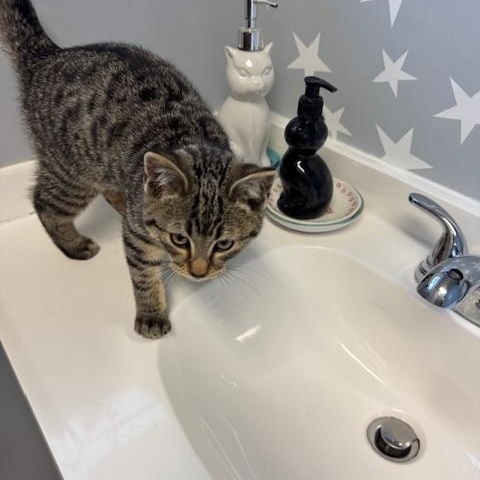 Feather, Adoptable, Kitten Female Domestic Short Hair.