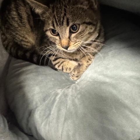 Feather, a Adoptable Domestic Short Hair in Rochester, MA image 2/3