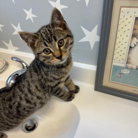 Feather, a Adoptable Domestic Short Hair in Rochester, MA image 3/3