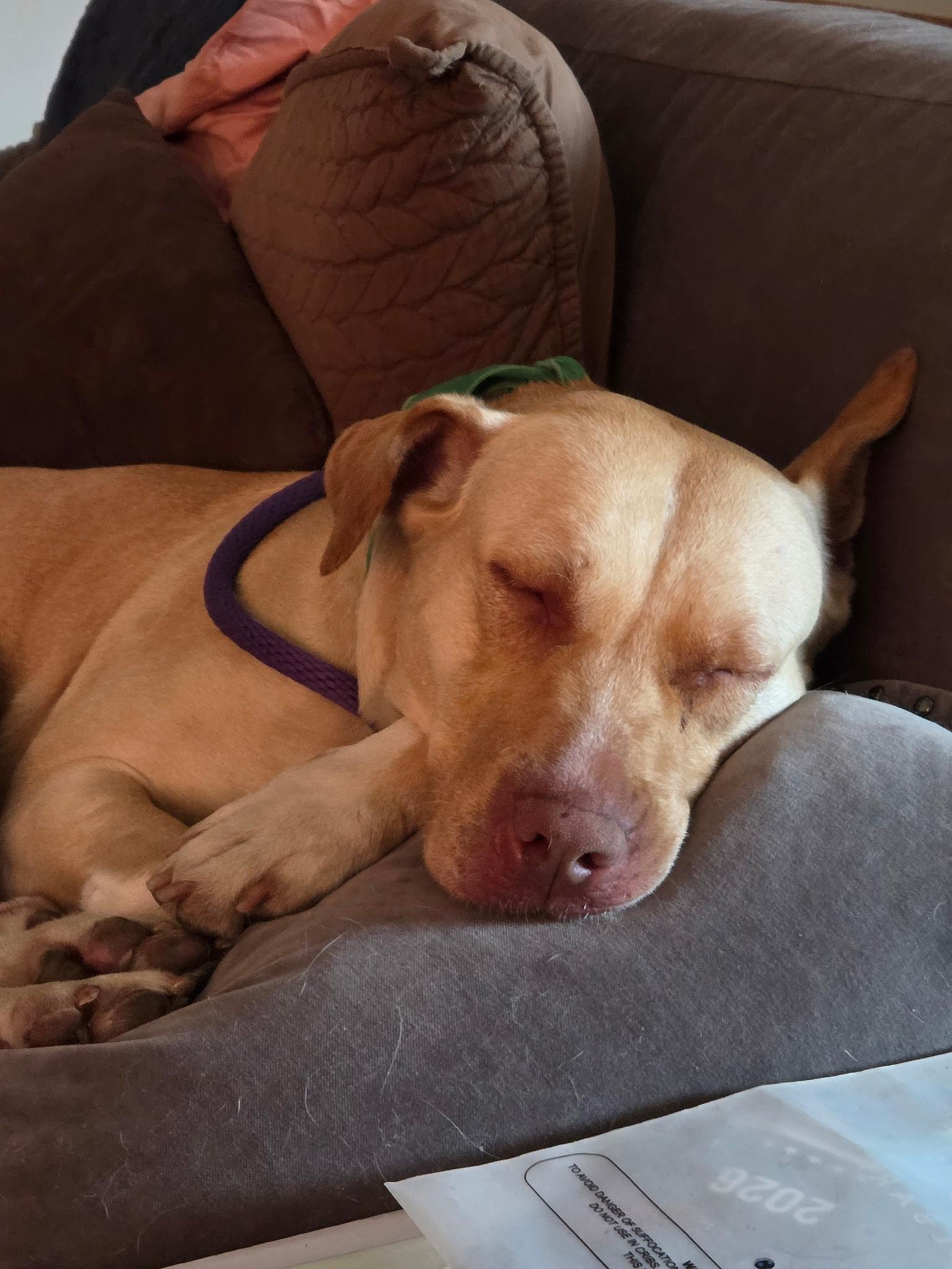 Cleopatra, Adoptable, Adult Female Pit Bull Terrier.
