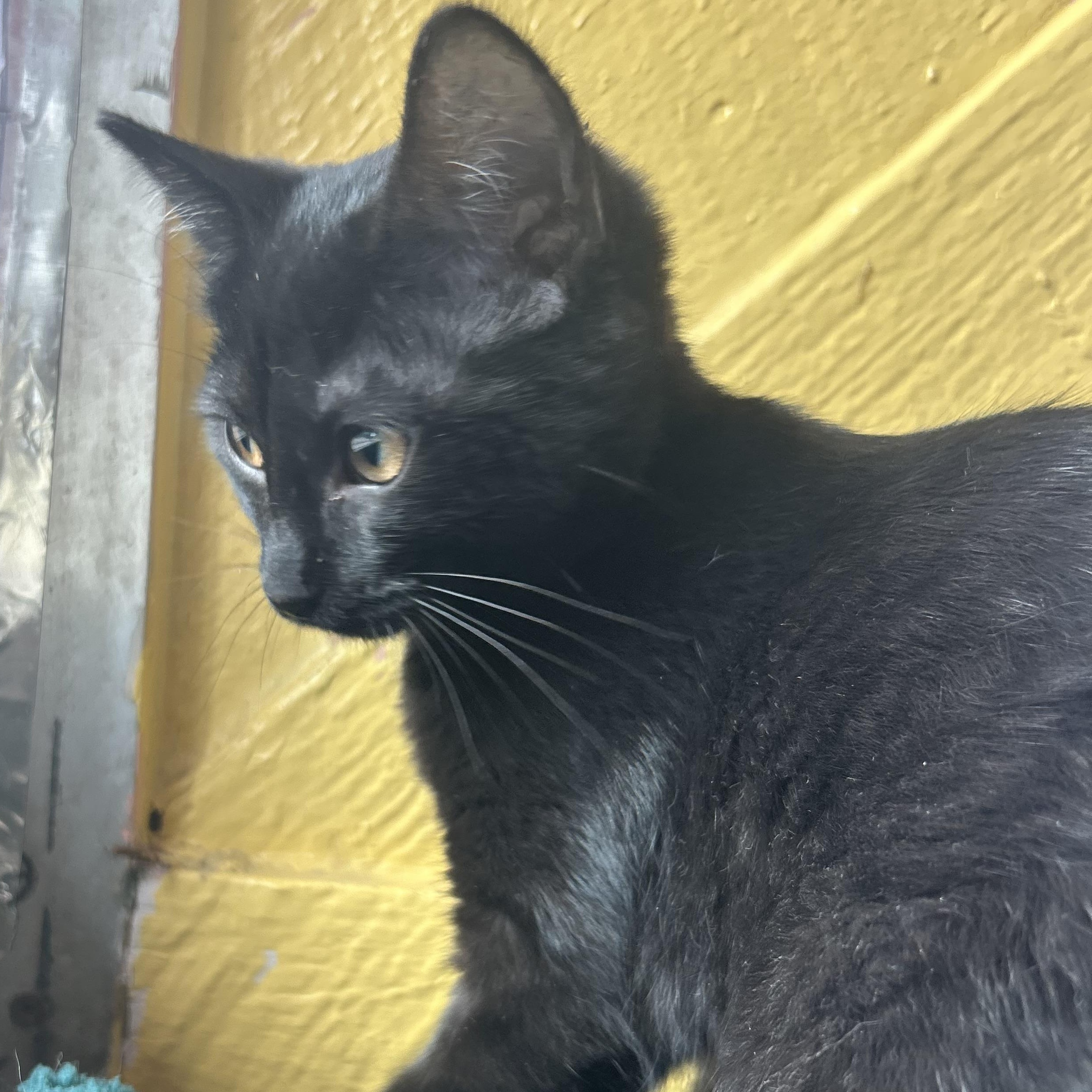 Hydra & Nessie & Gorgon, ADOPTABLE, Kitten Female Domestic Short Hair & Domestic Medium Hair.