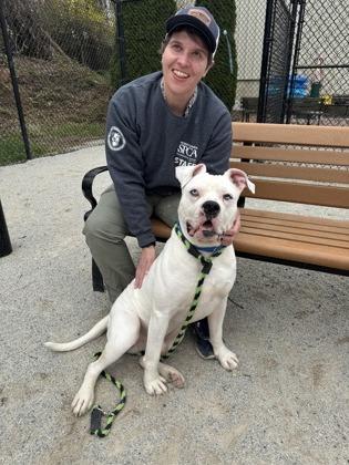 Enlarge Bubby, a Adoptable American Bulldog in Philadelphia, PA image 4/6