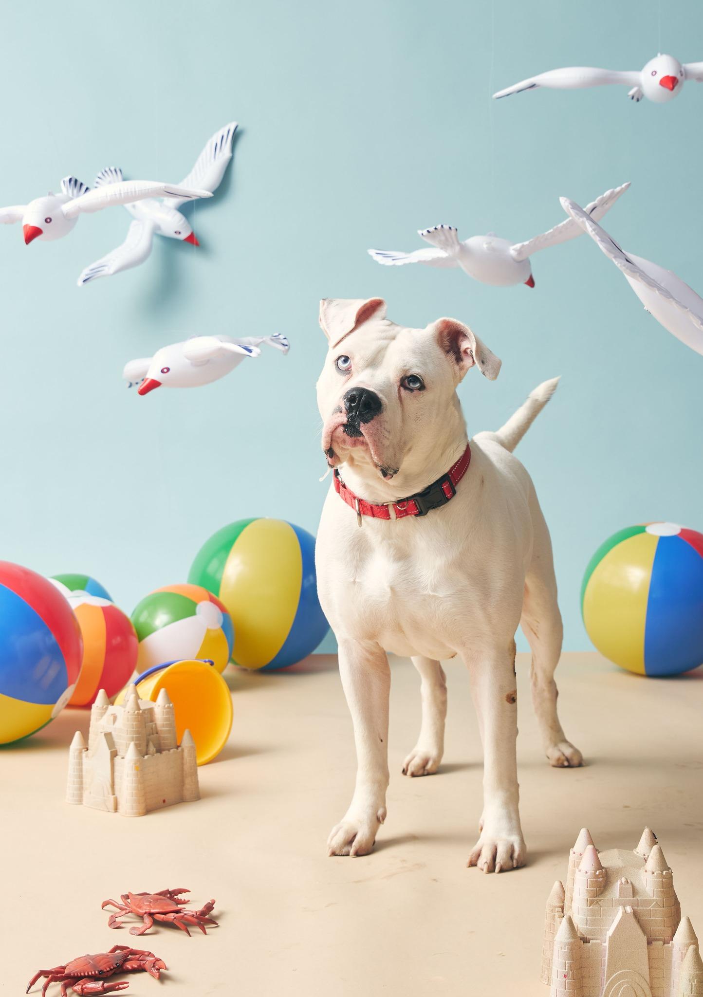 Enlarge Bubby, a Adoptable American Bulldog in Philadelphia, PA image 1/6