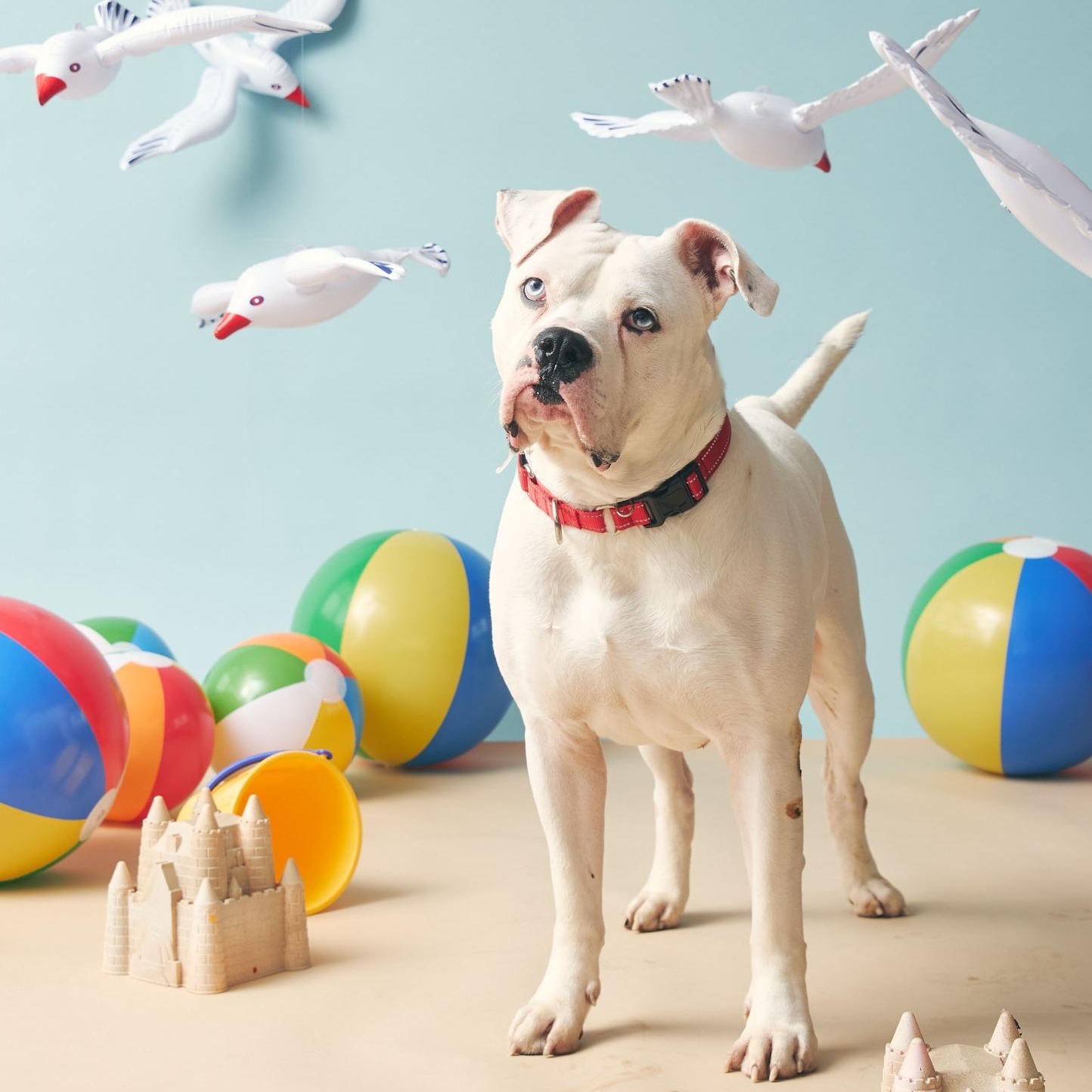 Enlarge Bubby, an adoptable American Bulldog in Philadelphia, PA image 4/6
