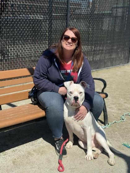 Enlarge Bubby, a Adoptable American Bulldog in Philadelphia, PA image 6/6