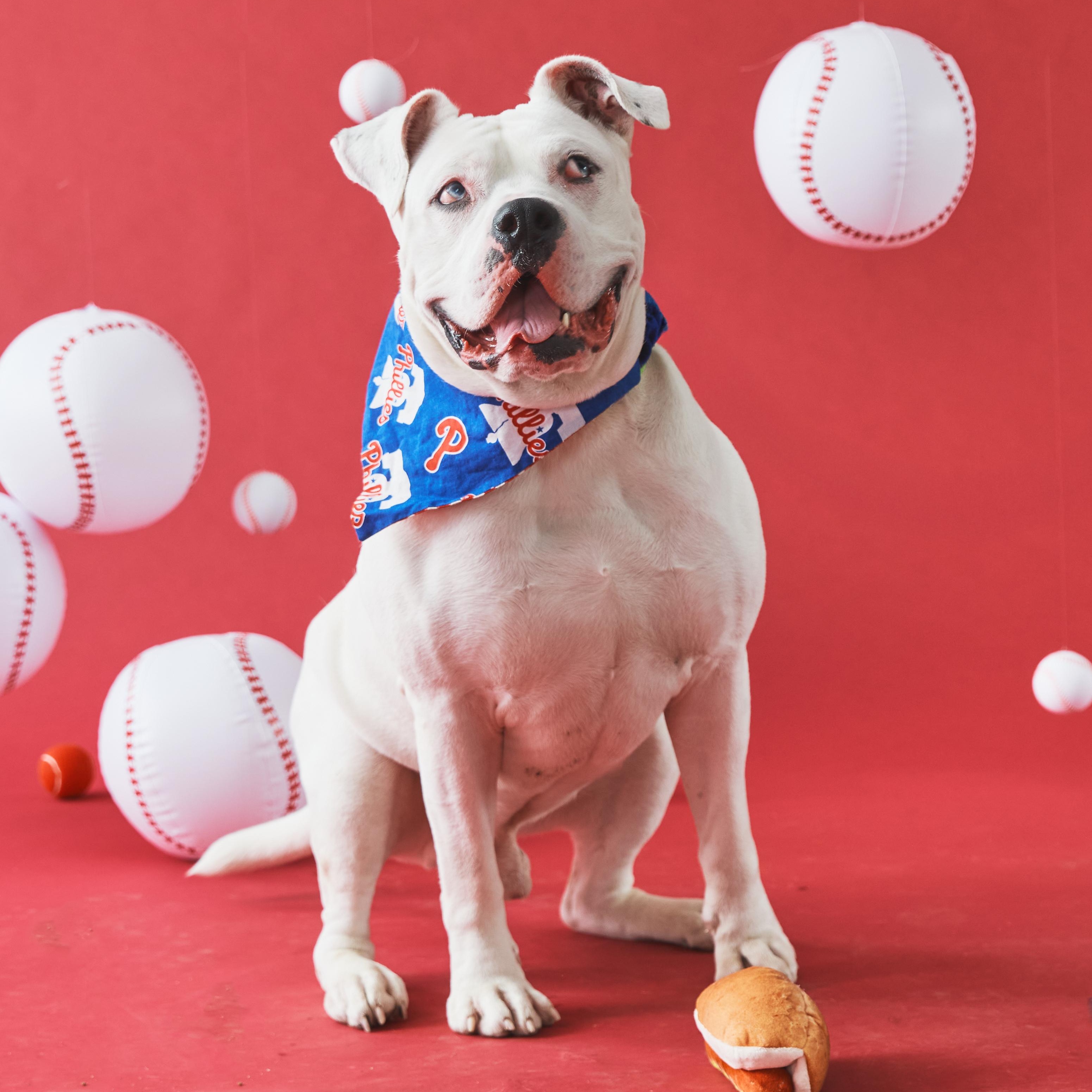 Enlarge Bubby, an adoptable American Bulldog in Philadelphia, PA image 1/6