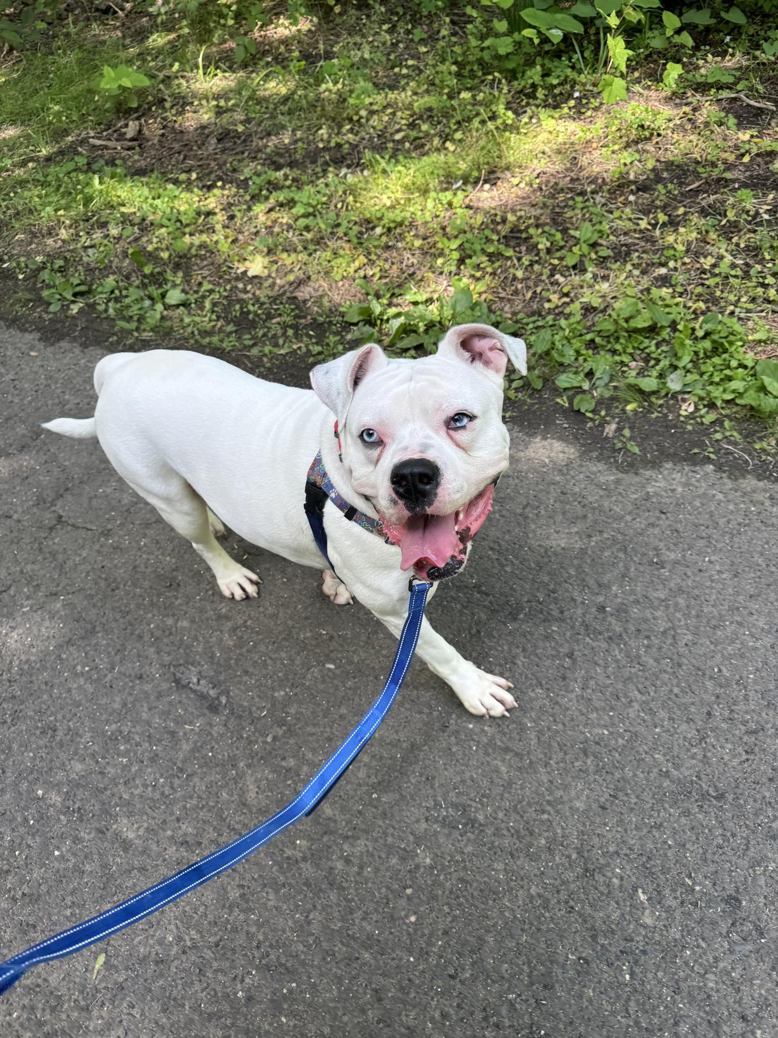 Enlarge Bubby, a Adoptable American Bulldog in Philadelphia, PA image 3/6