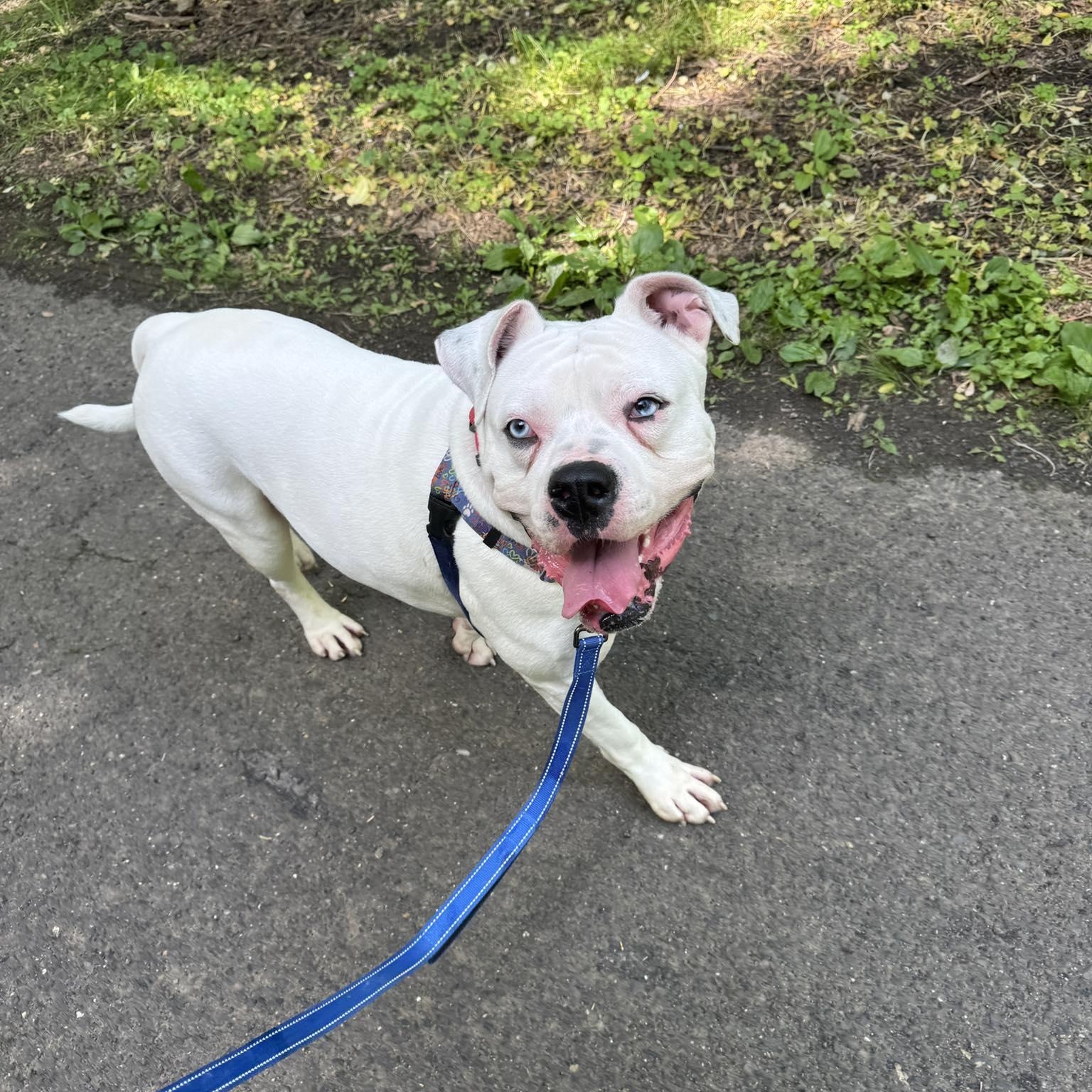 Enlarge Bubby, an adoptable American Bulldog in Philadelphia, PA image 3/6