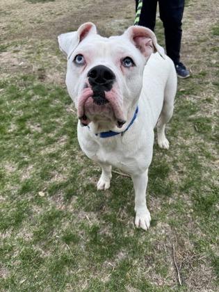 Enlarge Bubby, a Adoptable American Bulldog in Philadelphia, PA image 5/6