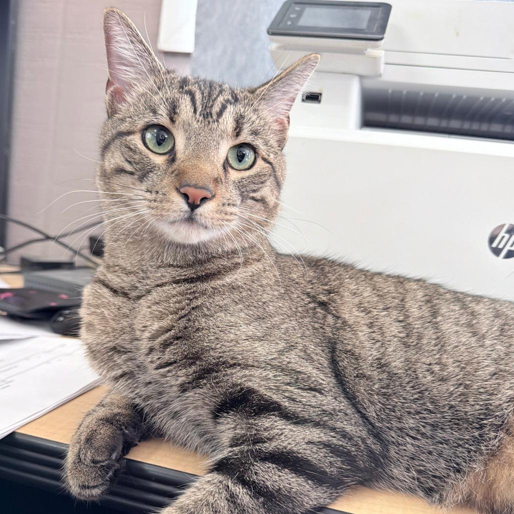 Collin, Adoptable, Young Male Domestic Short Hair.