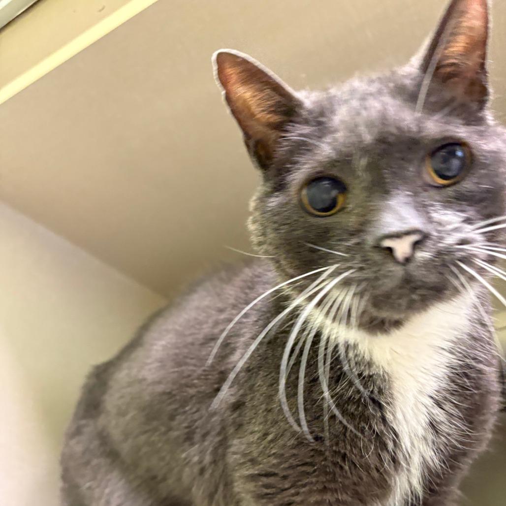 Enlarge Dublin, a Adoptable Domestic Short Hair in Warren, PA image 1/1