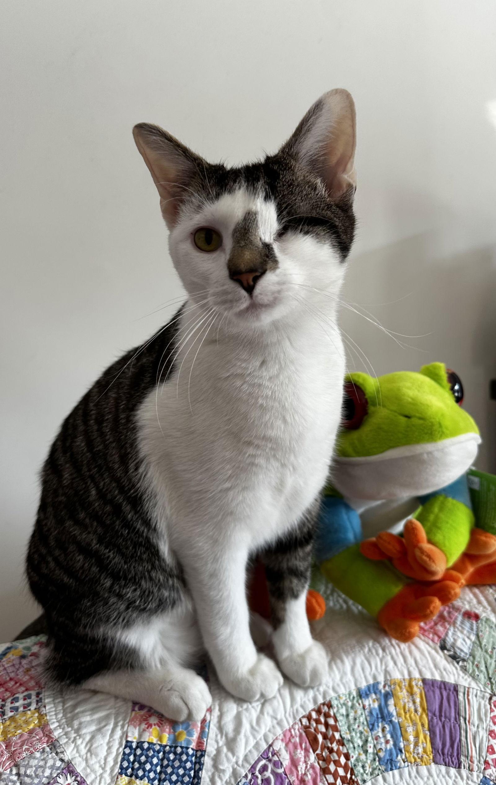 Enlarge Lamon, a Adoptable mixed breed in Georgetown, KY image 1/3