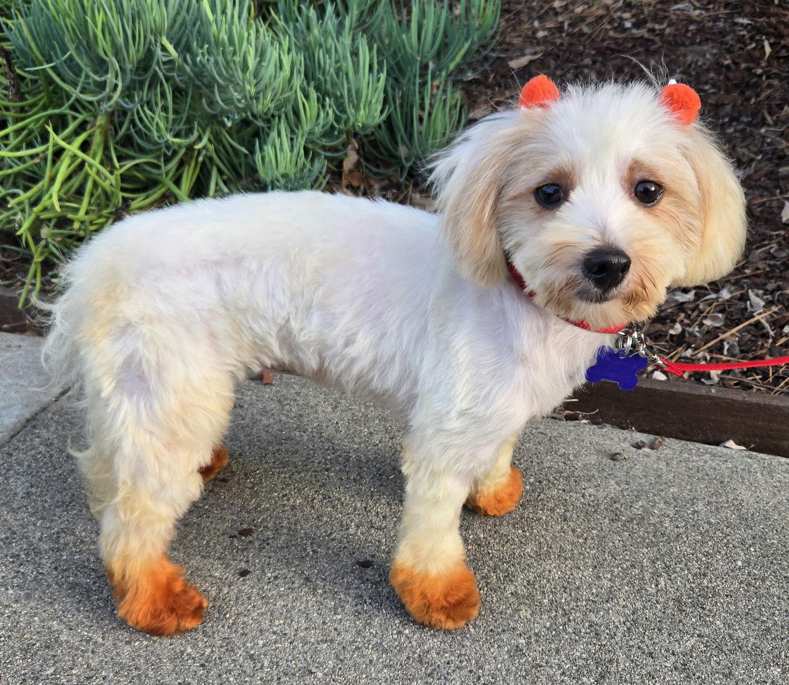 Hannah, Adopted, Young Female Maltese & Poodle.