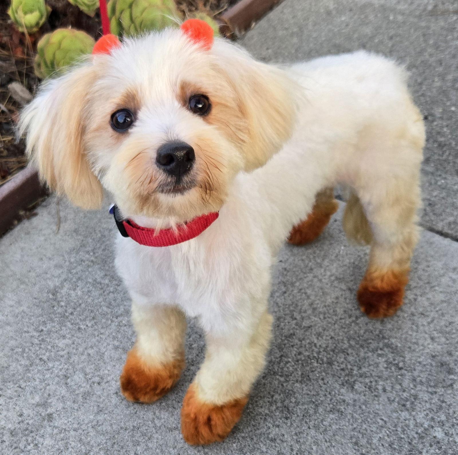 Enlarge Hannah, a Adopted mixed breed in Los Angeles, CA image 2/3