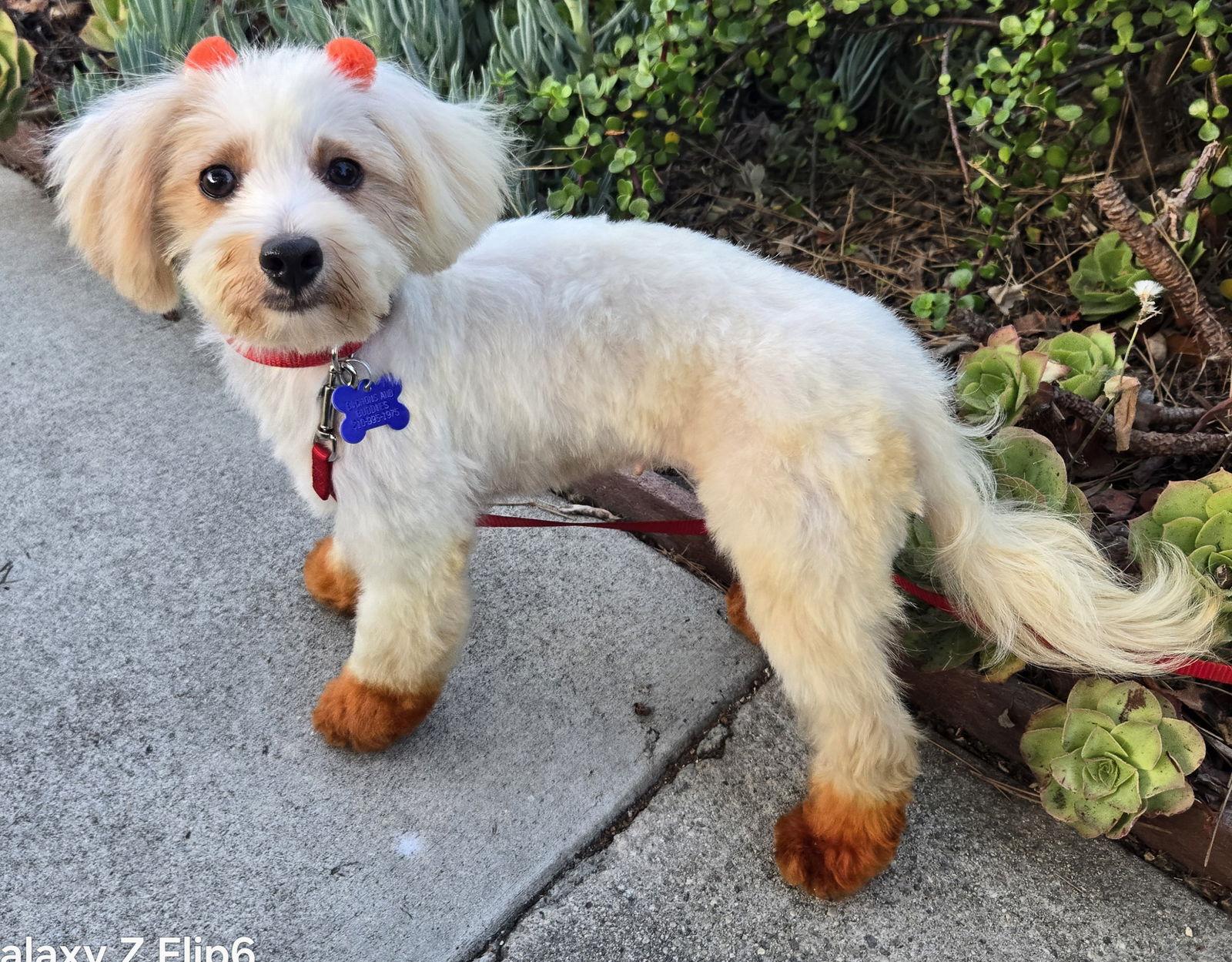 Enlarge Hannah, a Adopted mixed breed in Los Angeles, CA image 3/3