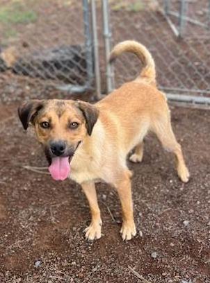 Poppy, Adoptable, Adult Male Shepherd.