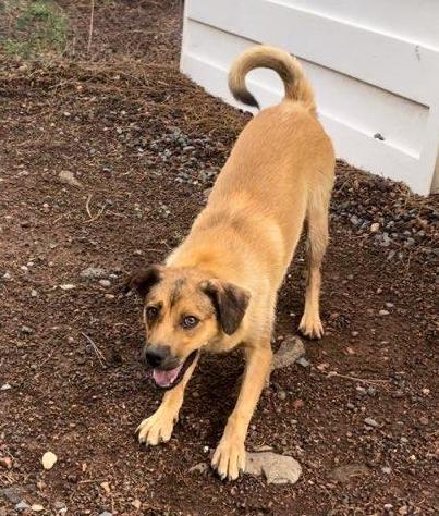 Poppy, a Adoptable Shepherd in Lakeside, AZ image 2/2