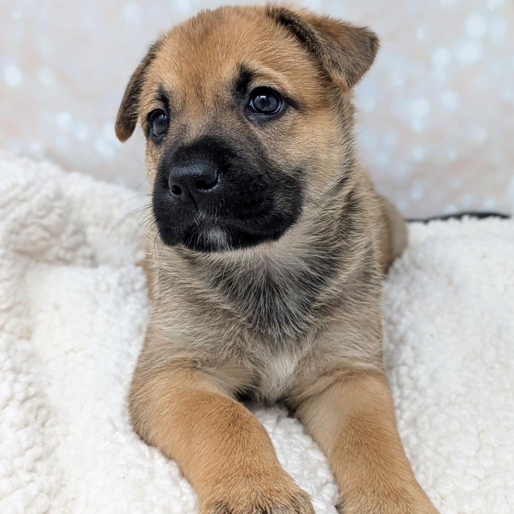 Hera, Adoptable, Puppy Female Mixed Breed.