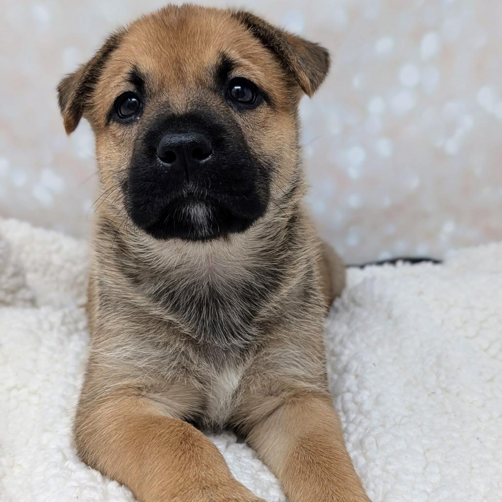 Enlarge Hera, a Adoptable Mixed Breed in Durham, NC image 2/6