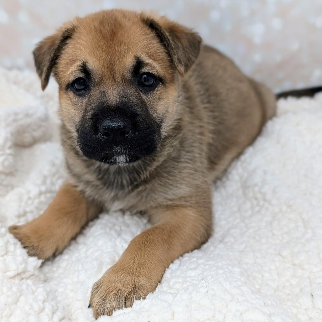 Enlarge Hera, a Adoptable Mixed Breed in Durham, NC image 3/6