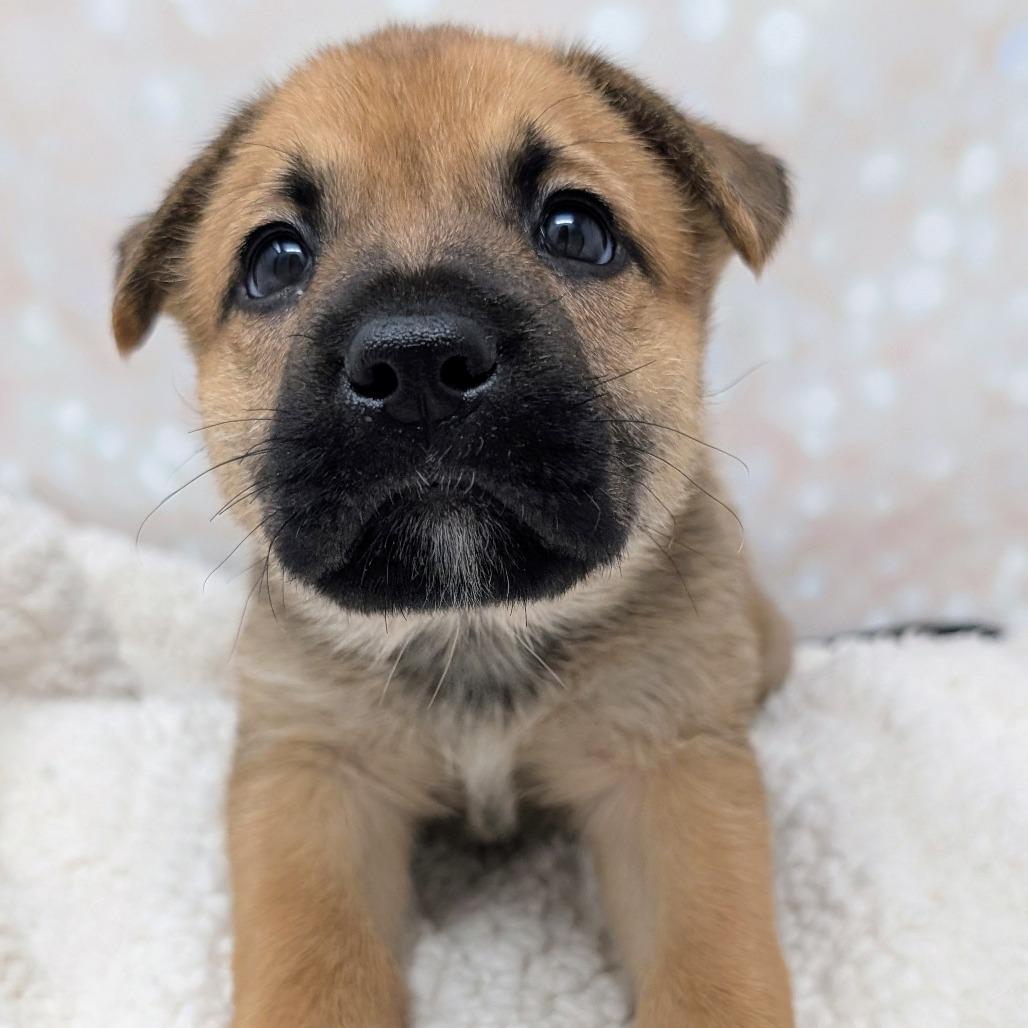 Enlarge Hera, a Adoptable Mixed Breed in Durham, NC image 4/6