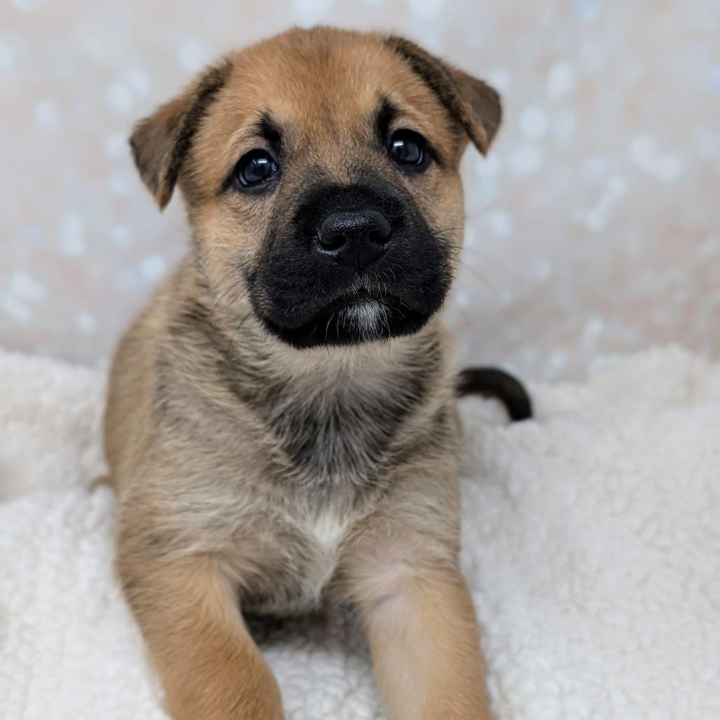 Enlarge Hera, a Adoptable Mixed Breed in Durham, NC image 6/6