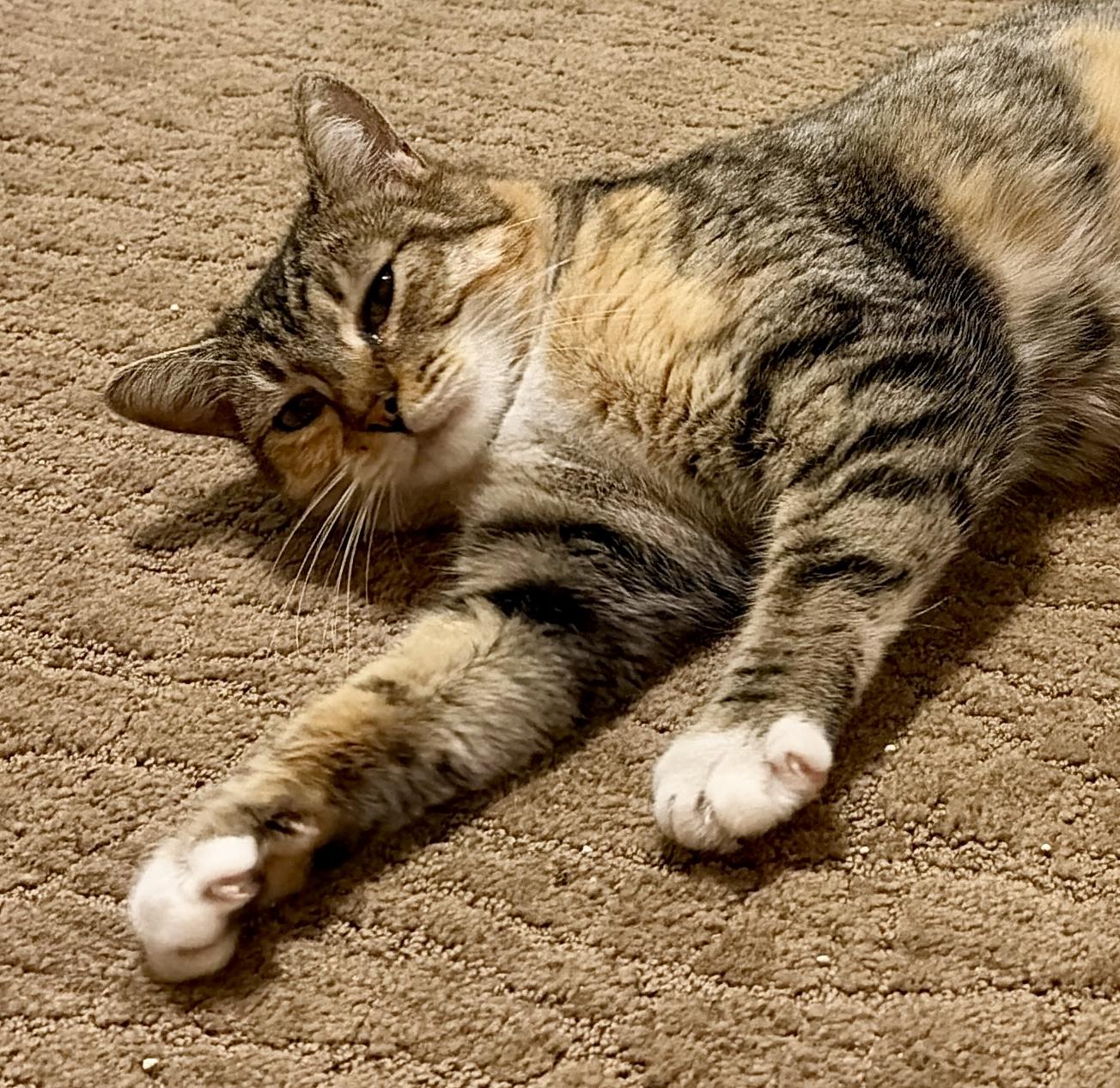 Enlarge Frostine, a Adoptable Tortoiseshell in San Juan Capistrano, CA image 2/5