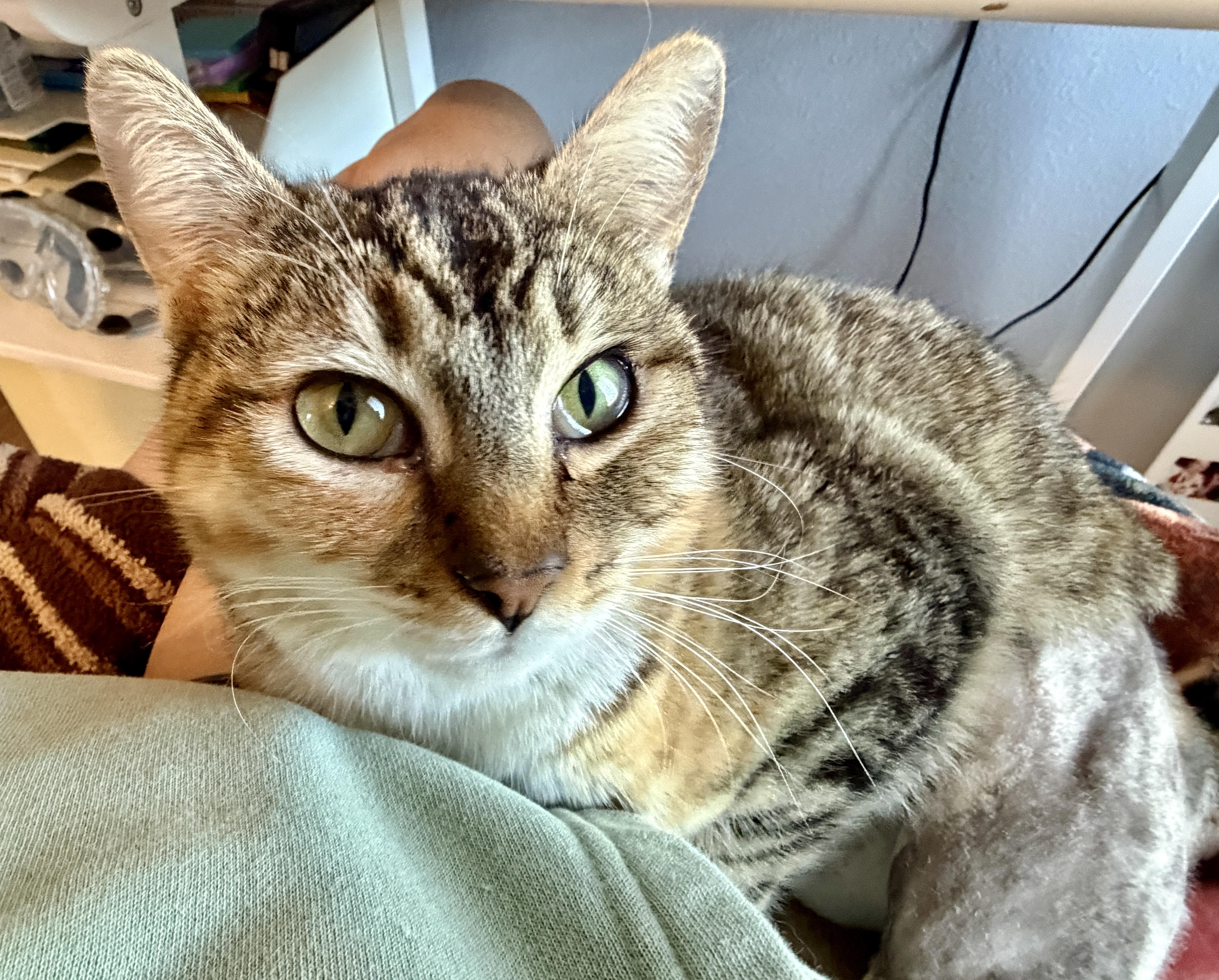 Enlarge Frostine, a Adoptable Tortoiseshell in San Juan Capistrano, CA image 1/5