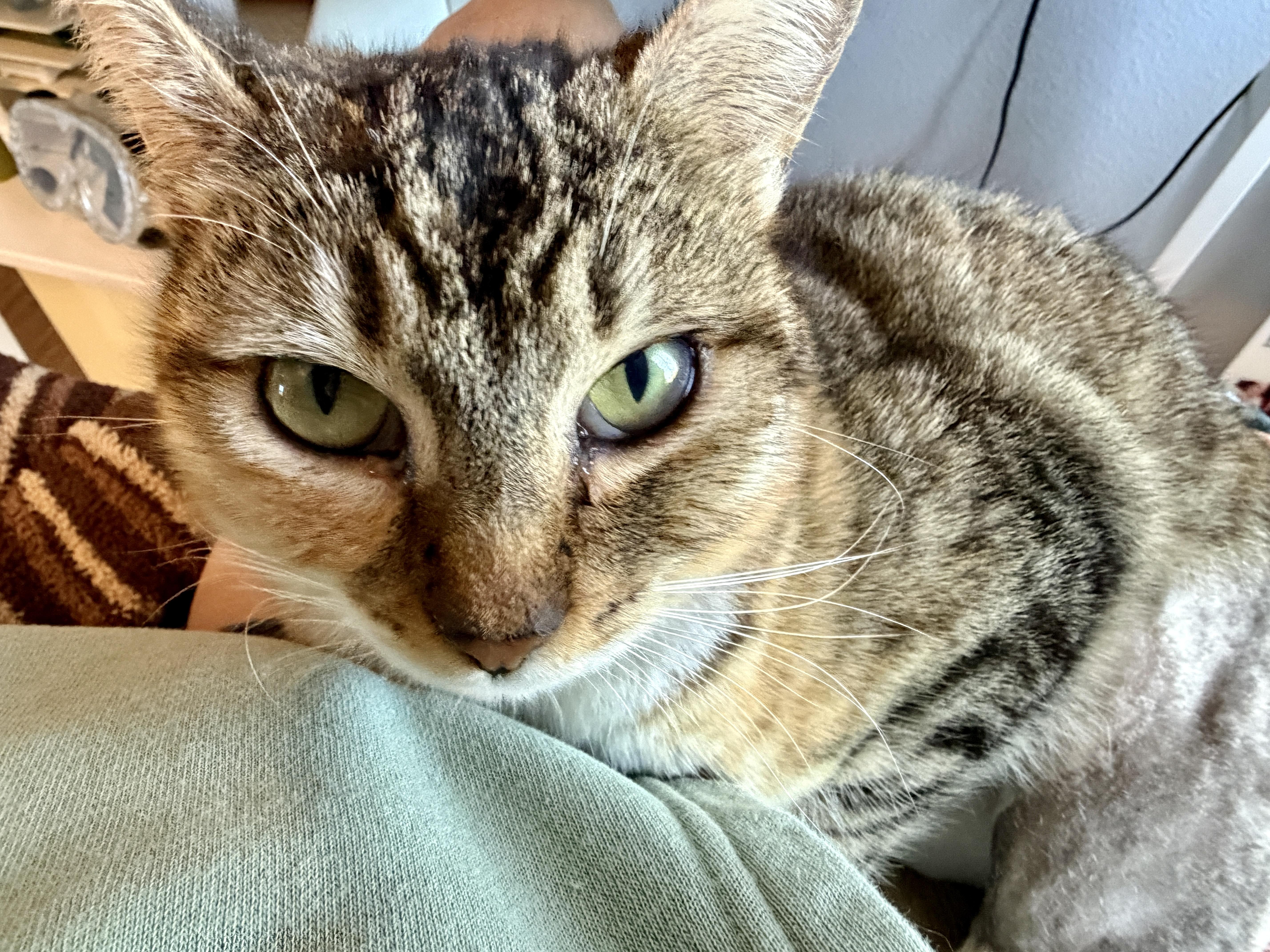 Enlarge Frostine, a Adoptable Tortoiseshell in San Juan Capistrano, CA image 4/5