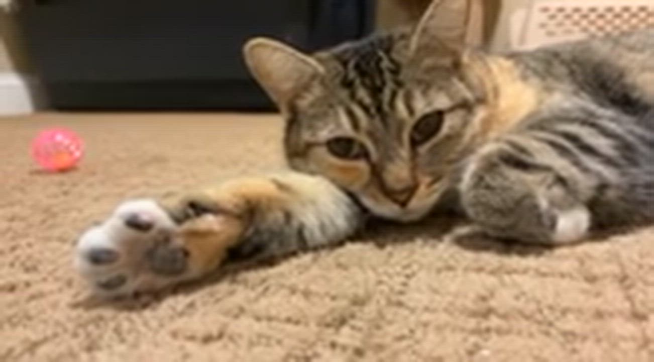 Enlarge Frostine, a Adoptable Tortoiseshell in San Juan Capistrano, CA video 3/5