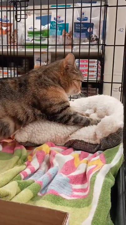 Enlarge Frostine, a Adoptable Tortoiseshell in San Juan Capistrano, CA video 5/5