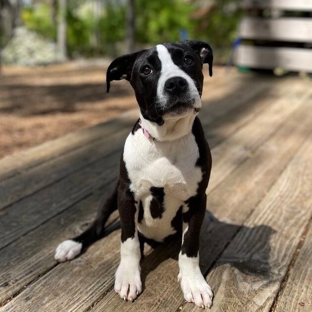 Enlarge Jill, a Adopted mixed breed in Greer, SC image 1/6