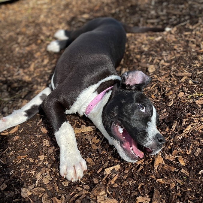 Enlarge Jill, a Adopted mixed breed in Greer, SC image 2/6