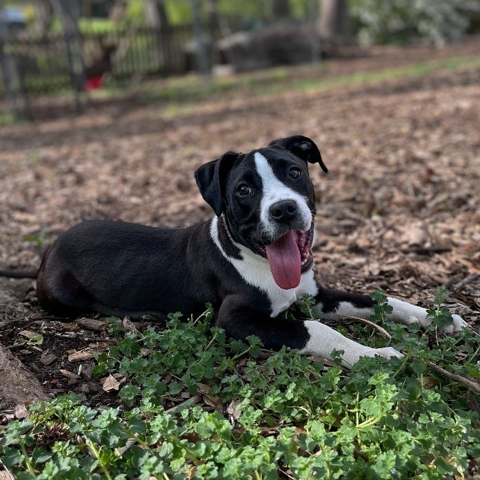 Enlarge Jill, a Adopted mixed breed in Greer, SC image 3/6