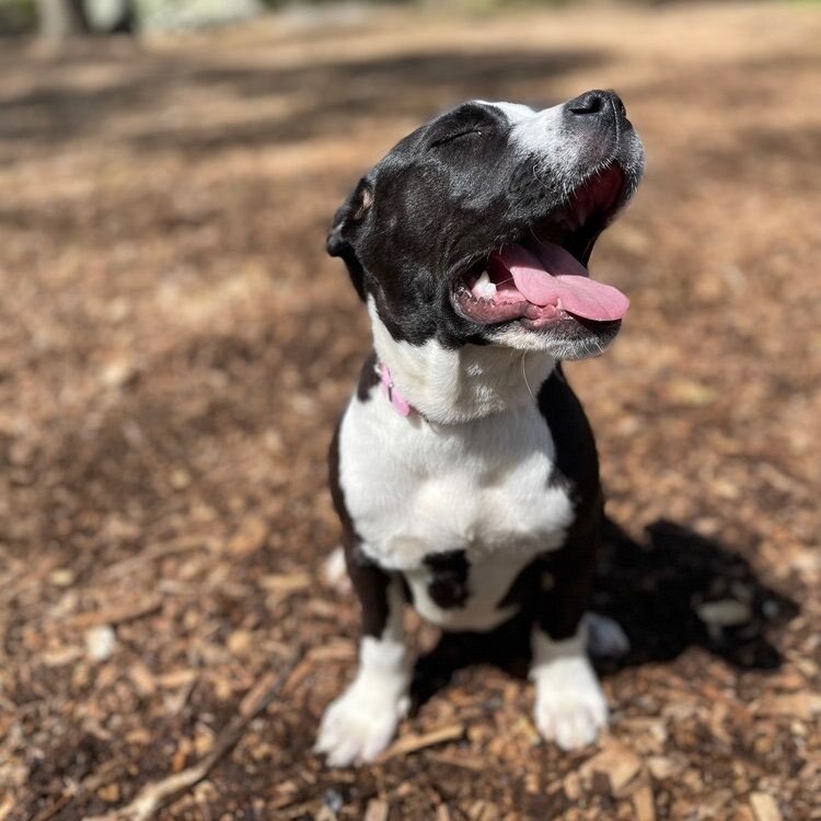 Enlarge Jill, a Adopted mixed breed in Greer, SC image 4/6
