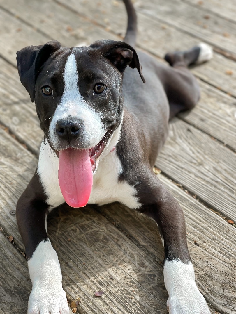 Enlarge Jill, a Adopted mixed breed in Greer, SC image 5/6