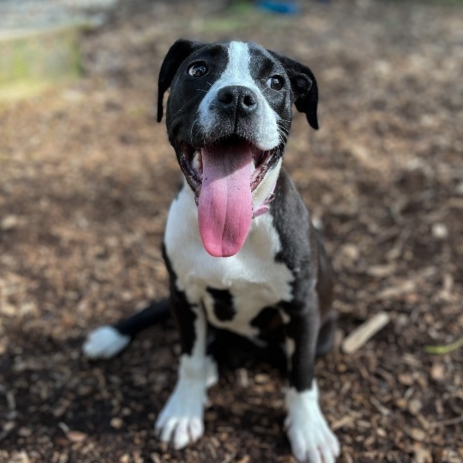 Enlarge Jill, a Adopted mixed breed in Greer, SC image 6/6