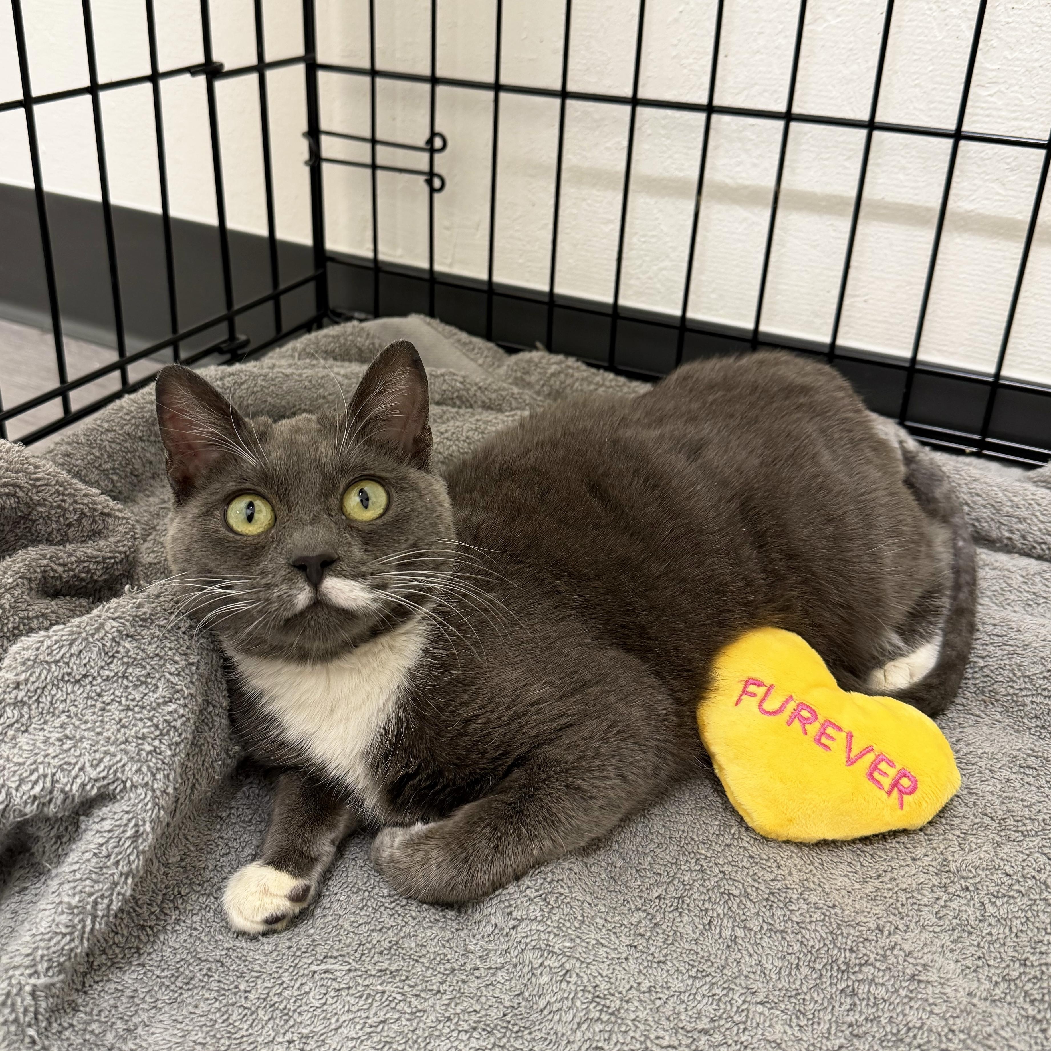 Enlarge Baby Mouse, a ADOPTABLE Domestic Short Hair in Walnut Creek, CA image 3/6
