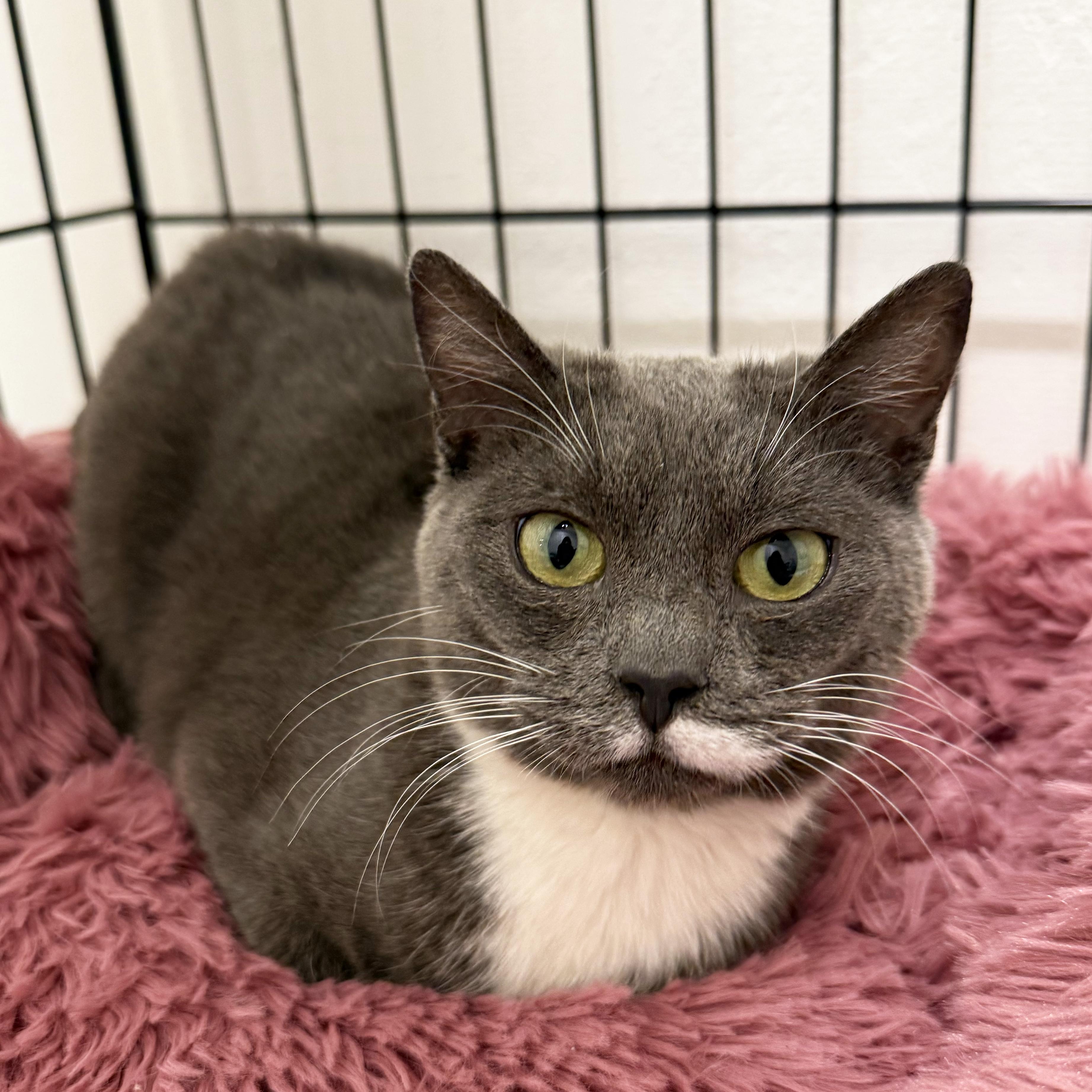 Enlarge Baby Mouse, a ADOPTABLE Domestic Short Hair in Walnut Creek, CA image 6/6