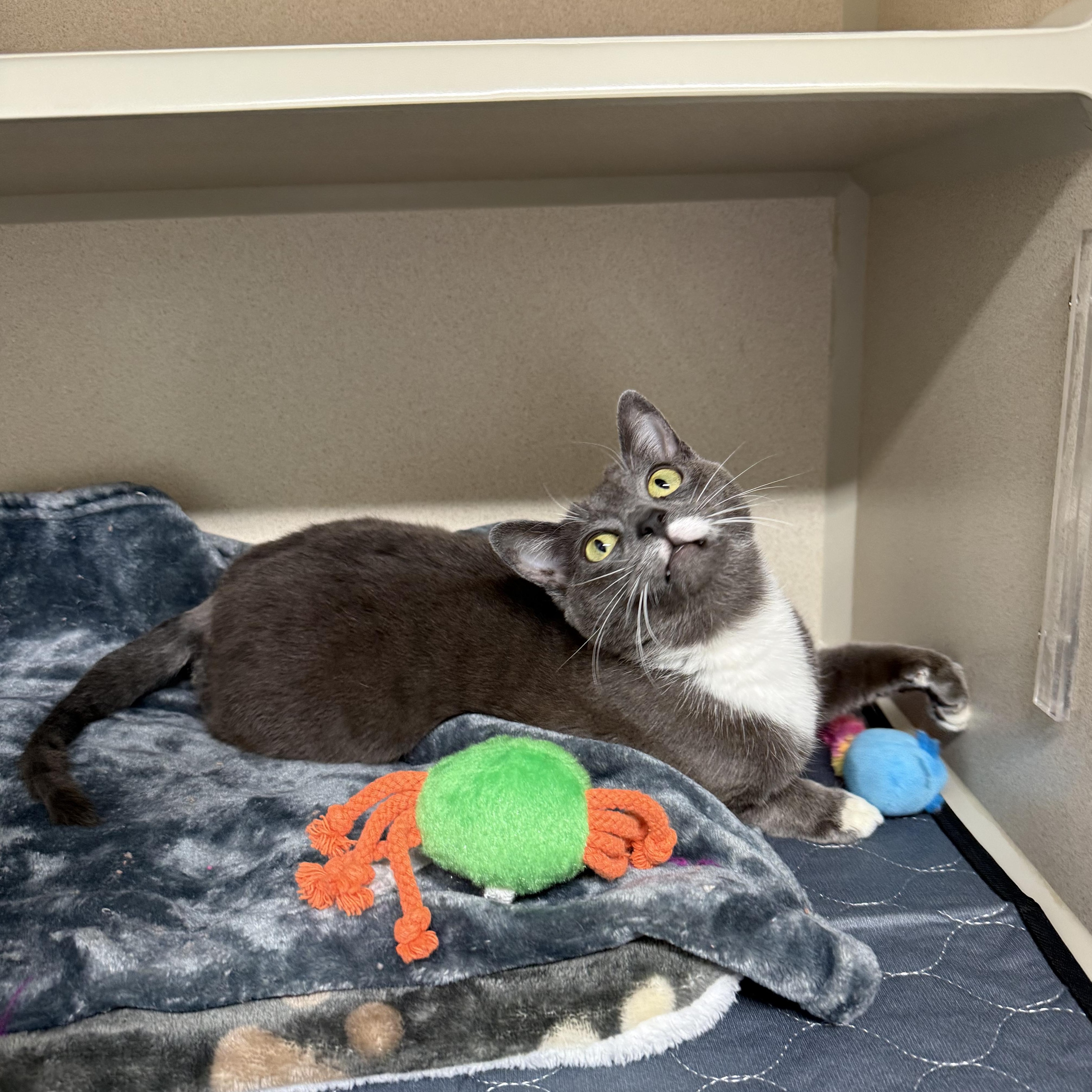 Enlarge Baby Mouse, a ADOPTABLE Domestic Short Hair in Walnut Creek, CA image 2/6