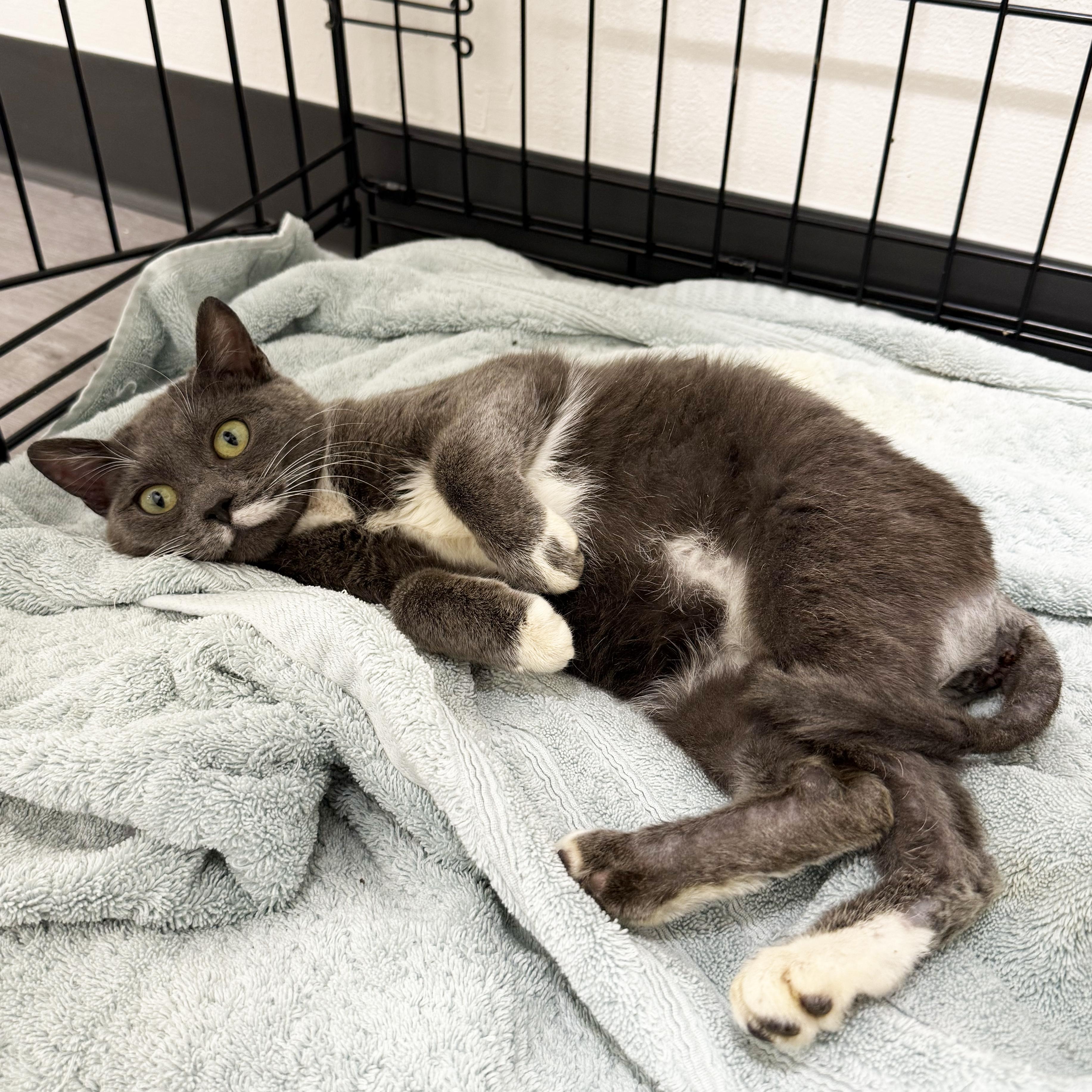Enlarge Baby Mouse, a ADOPTABLE Domestic Short Hair in Walnut Creek, CA image 5/6