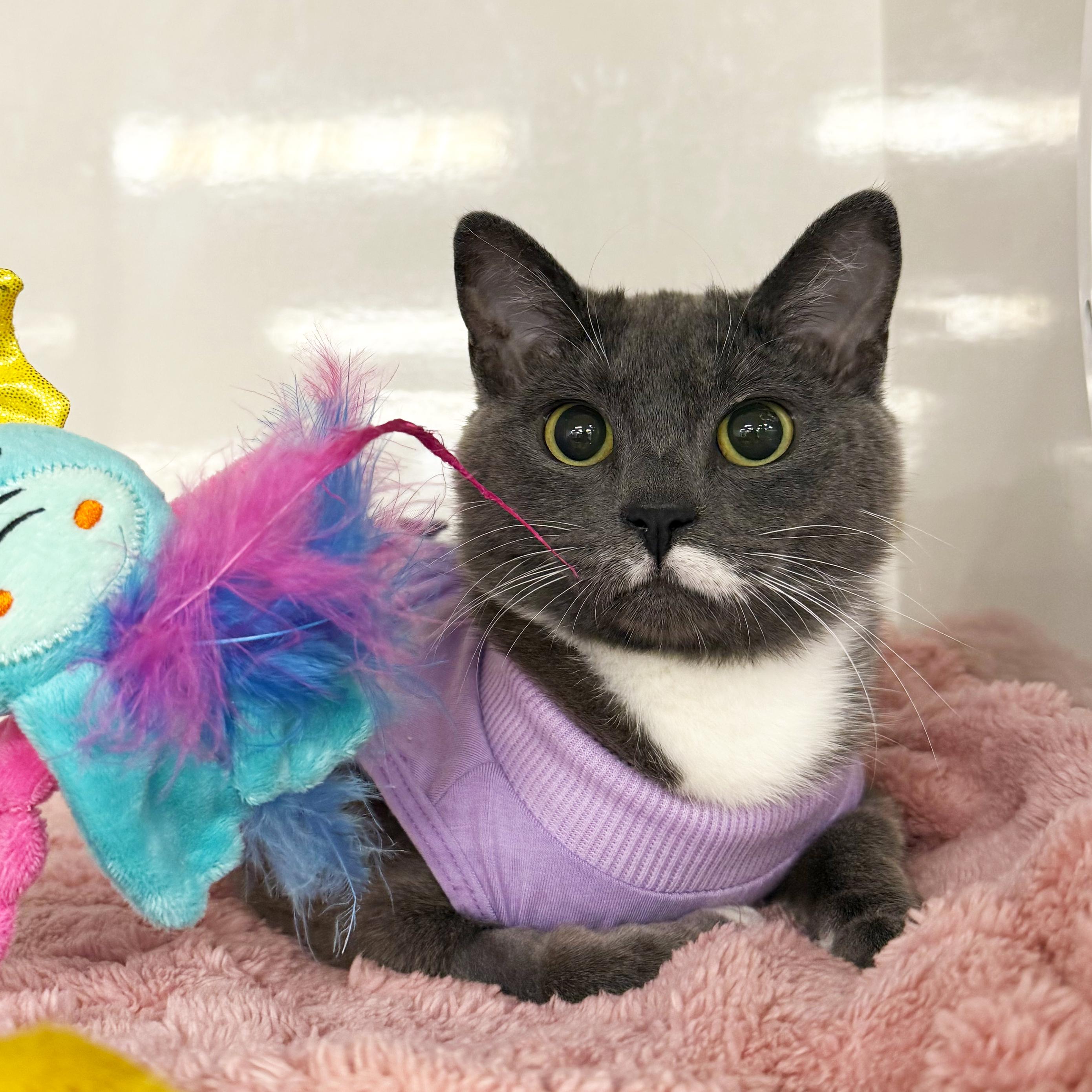 Enlarge Baby Mouse, a ADOPTABLE Domestic Short Hair in Walnut Creek, CA image 4/6