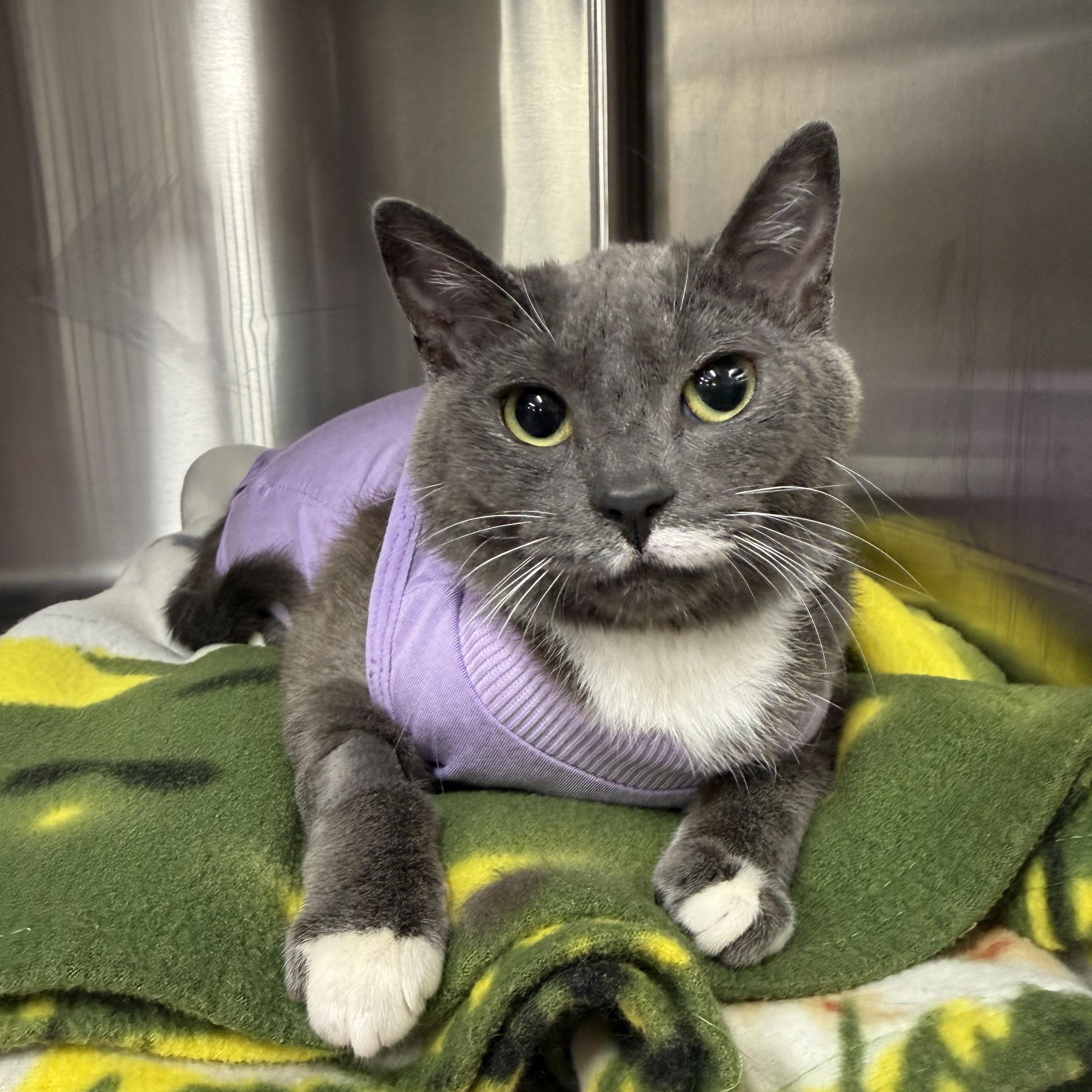 Enlarge Baby Mouse, a ADOPTABLE Domestic Short Hair in Walnut Creek, CA image 1/6
