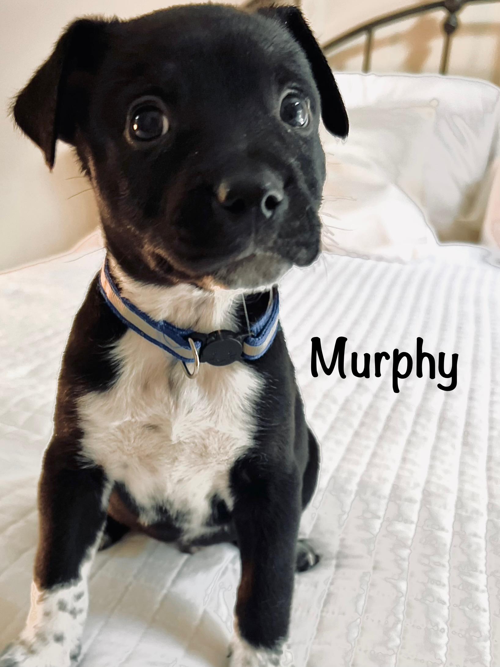 Murphy